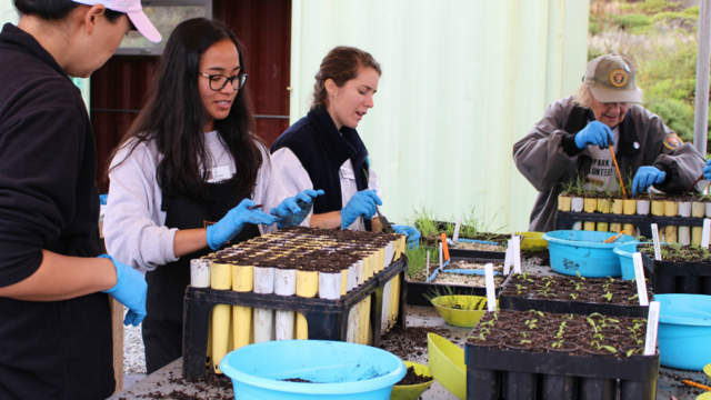 Volunteerstransplant native plants at the Fort Funston nursery