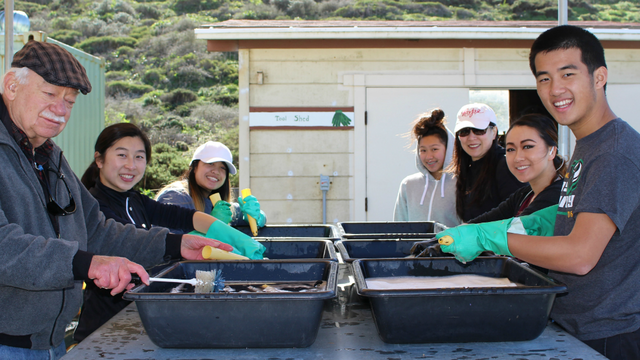 Volunteers wash pots at the Fort Funston Nursery