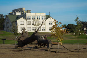 Giuseppe Penone's "La logica del vegetale" on display at upper Fort Mason