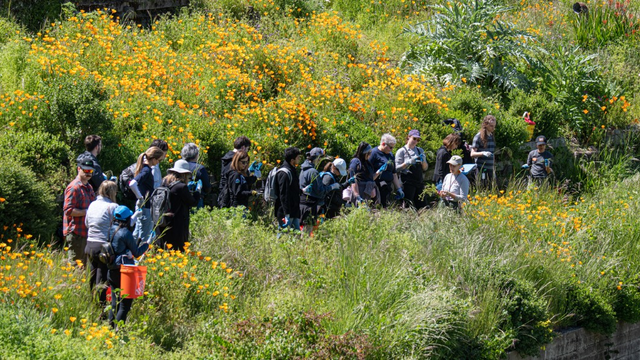 Volunteers gather and prepare to begin a volunteer project surrounded by California poppies at the Black Point Historic Gardens at Fort Mason
