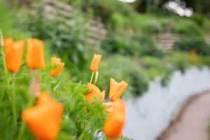 Poppies at Black Point Historic Gardens at Fort Mason in San Francisco.