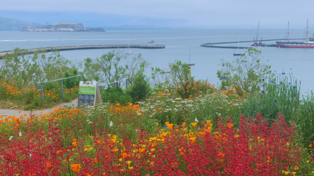 Flowers blooms at Black Point Historic Gardens overlooking Aquatic Park.