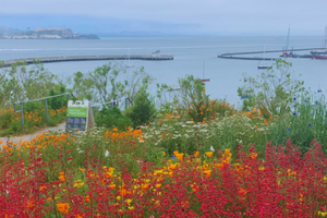 Flowers blooms at Black Point Historic Gardens overlooking Aquatic Park.