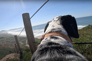 Photo from a dog's POV at Fort Funston. A Dalmatian looks down the steps to Fort Funston beach. 