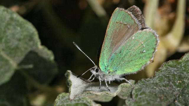 a colorful winged insect stands on a bright green plant
