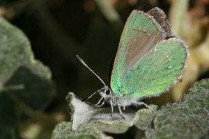 a colorful winged insect stands on a bright green plant