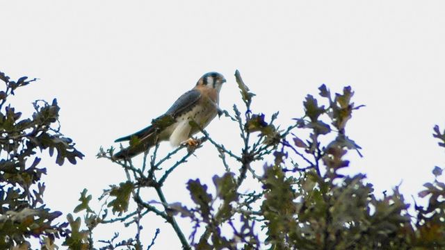 A small bird sits in the center on a branch with a white sky background and many green oak leaves and brownish twigs below.