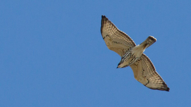 A white and brown Broad-winged Hawk soars against a blue sky.