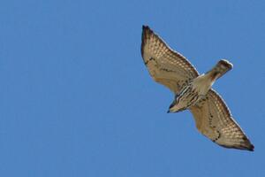 A white and brown Broad-winged Hawk soars against a blue sky.