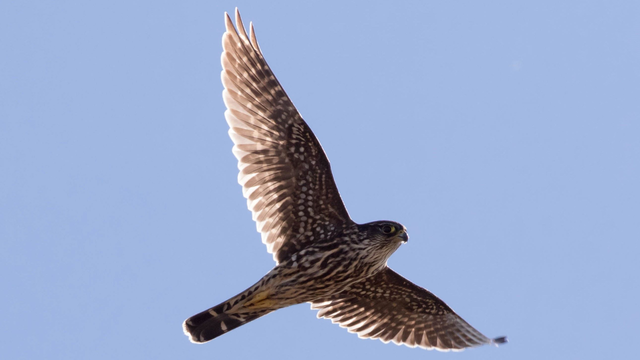 A brown-colored Merlin flying wings spread against a pale blue sky