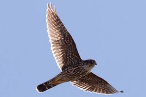 A brown-colored Merlin flying wings spread against a pale blue sky
