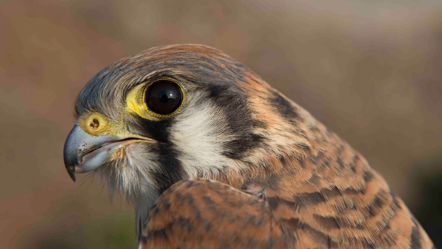 Raptor Research: Our Impact on Science in Six Stories | Golden