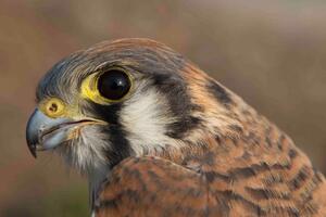 Close-up of a kestrel's face.