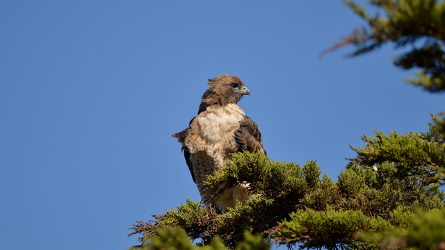 A brownish Red-tailed hawk perches on green evergreen branches with a blue sky background.