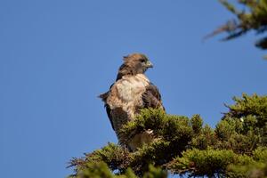 A brownish Red-tailed hawk perches on green evergreen branches with a blue sky background.