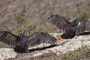 Two Turkey Vultures, one bearing the GGRO blue wing-tag 368R, bask on the outcropping below Hawk Hill