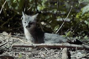 Gray Fox Pups at Muir Woods