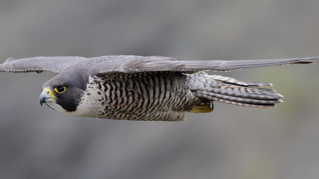 Peregrine Falcon