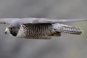 Peregrine Falcon