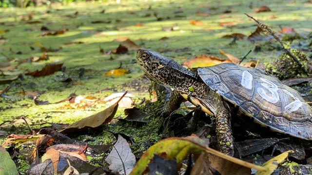 Western Pond Turtle Release