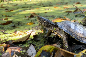 Western Pond Turtle Release