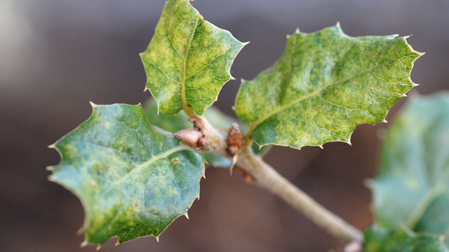 Close-up of coast live oak leaves at the tip of a branch