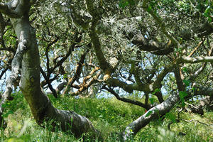 Trees with crooked, spreading trunks and branches