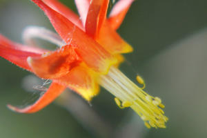 Flower with red tubular petals and yellow flower parts