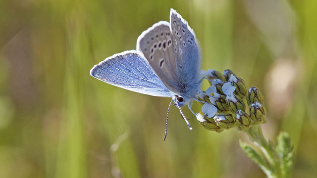 Small blue butterfly with two rows of white-rimmed black dots on the underside of its wings, drinking from a flower