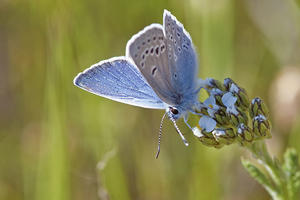 Small blue butterfly with two rows of white-rimmed black dots on the underside of its wings, drinking from a flower