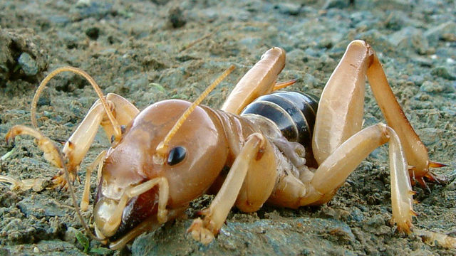 Jerusalem cricket (Stenopelmatus fuscus)