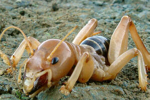 Jerusalem cricket (Stenopelmatus fuscus)