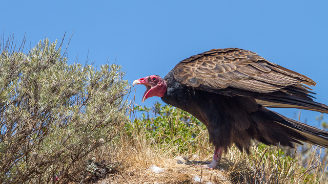 Turkey Vulture
