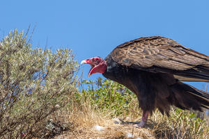 Turkey Vulture