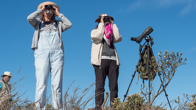 bird watching