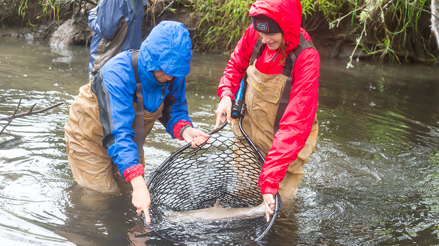 Coho salmon release