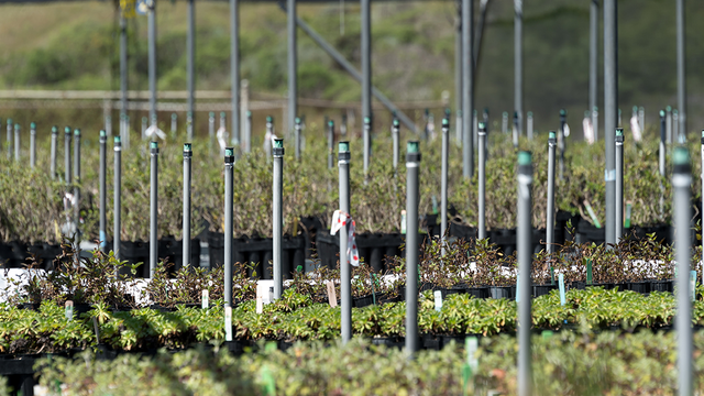 Nursery program at Oceana High School in Pacifica