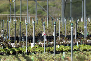 Nursery program at Oceana High School in Pacifica