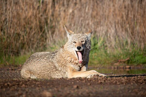 Coyote with its mouth open in the Golden Gate National Recreation Area.