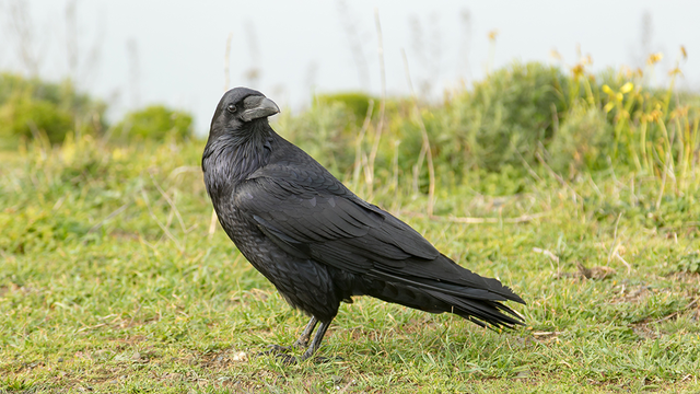 raven