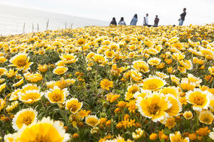 Yellow and white wildflowers cover a bluff at Mori Point in San Mateo County.