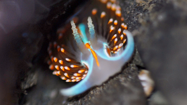 Nudibranch observed in a park tidepool