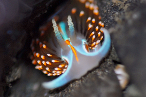 Nudibranch observed in a park tidepool