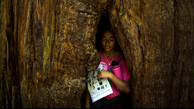 Muir Woods walk