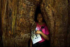 Muir Woods walk