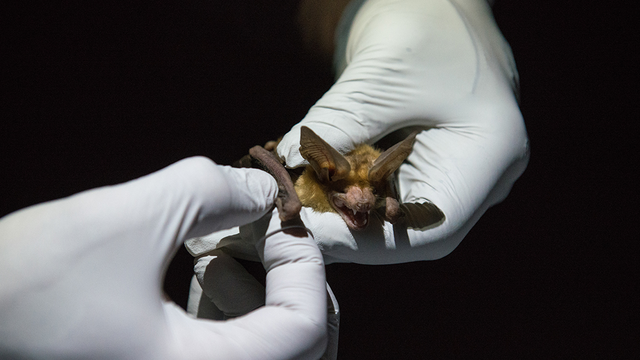bat monitoring