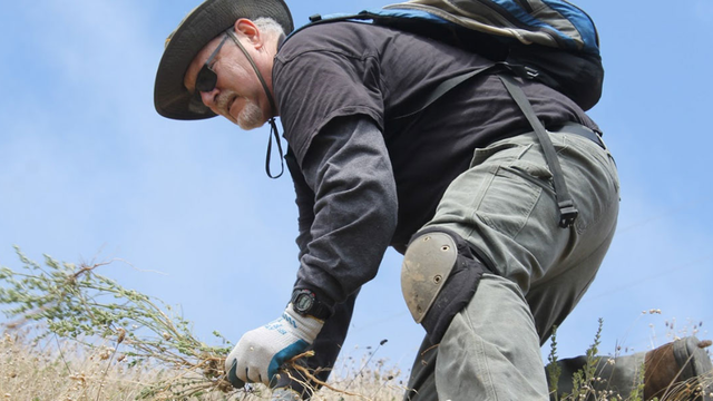 A volunteer gathers plants on a hill top