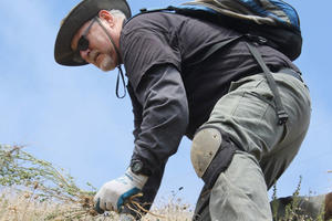 A volunteer gathers plants on a hill top