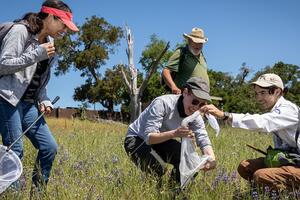 Four volunteers catching bumbles bees with nets in an open field.