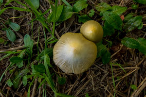 mushroom